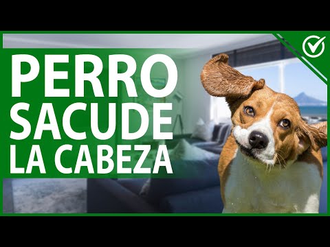 Video: Causas y soluciones para sacudir la cabeza del perro