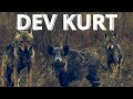 DEV KURT / GIANT WOLF /WİLD LİFE
