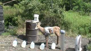 5 pound Shockwave air burst binary (Fatmac)