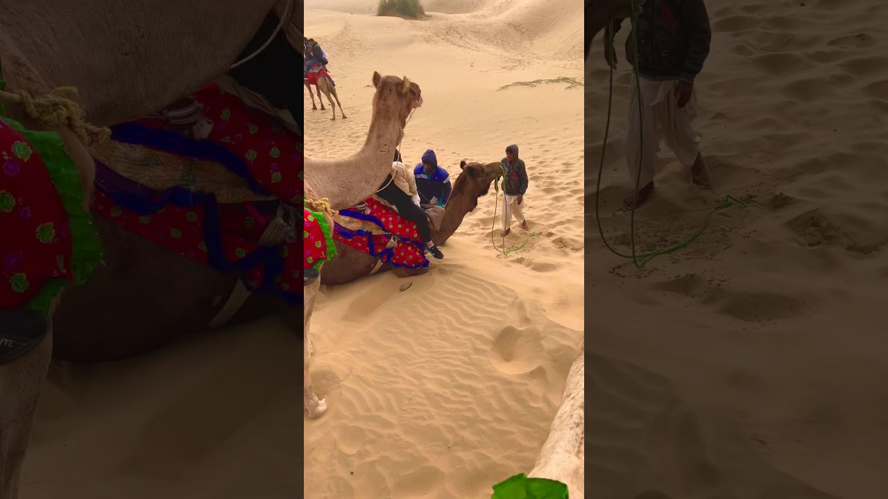 !! How to not ride a camel !!(Rajasthan,Jaisalmer)