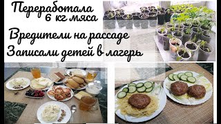 Переработала 6 кг мяса, 1 кг творога 💪 Что за насекомые на томатах?🤪 Наши новости.