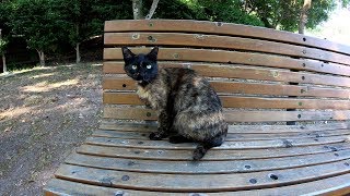 3匹の野良猫が公園のベンチを占領する