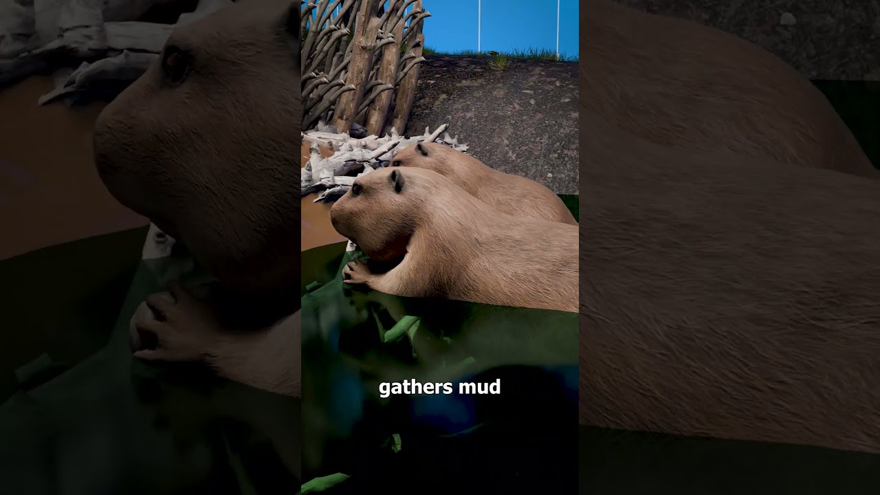 How Beavers Build Their Dams 
