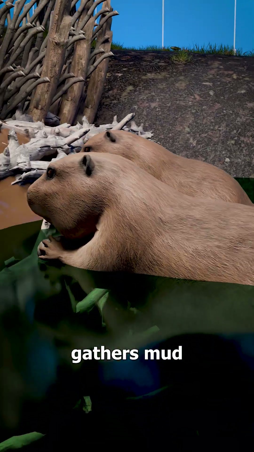 How Beavers Build Their Dams ?