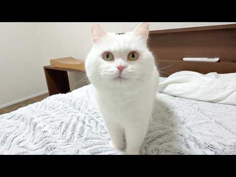 ふわふわポムさんが8歳になりました🎉