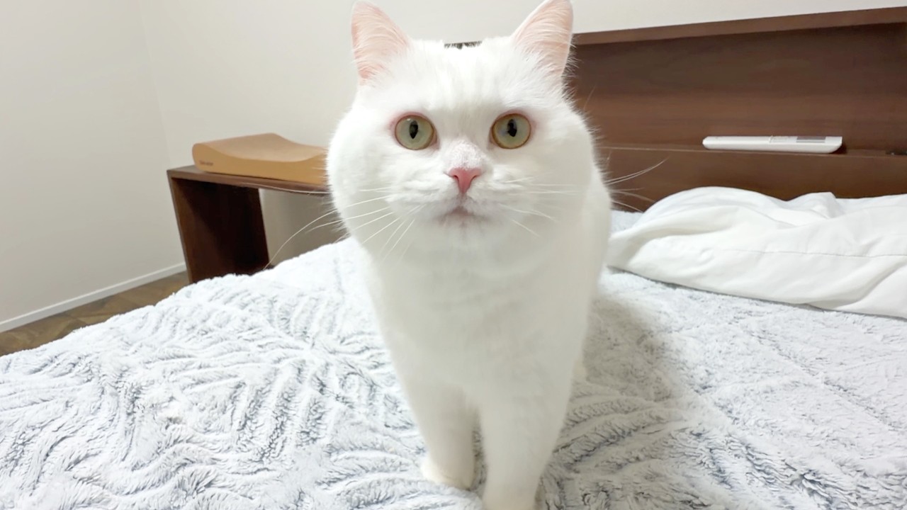 ふわふわポムさんが８歳になりました🎉