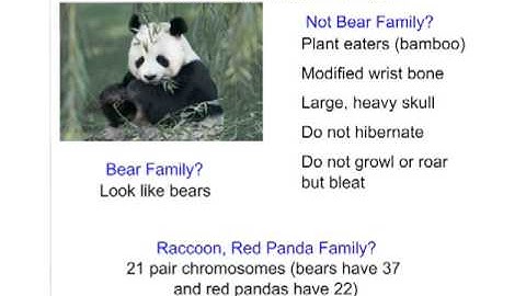 Bio 2.5 Phenetics and Cladistics