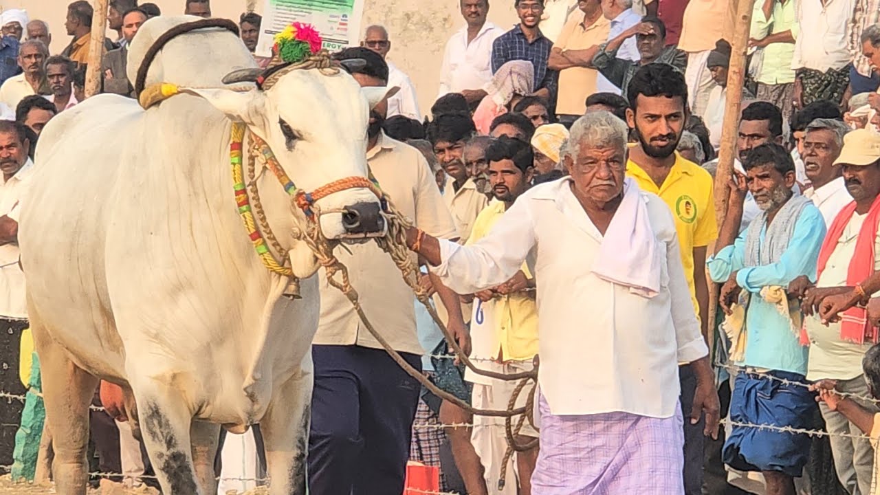 అన్నంబోట్లవారిపాలెం సీనియర్స్ 5జత.GPChowdary Bulls గూడవల్లి లక్ష్మీదీక్షిత చౌదరి గారి గిత్తలు 2407.7