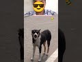 Wait for End 🤣 #funny #viral #trending #comedy #shorts #dog