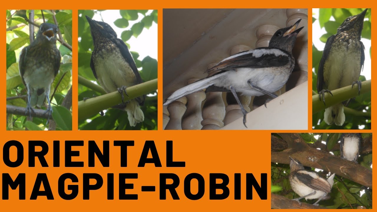 The Oriental Magpie-Robin in Sri Lanka. #ExVlog-31 