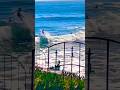 May 15, 2026 She’s a Beauty at The Beach NorCal Santa Cruz CA #socal #cute #girls #atthebeach