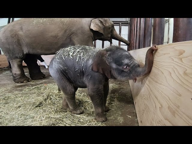 アジアゾウの赤ちゃん ら夢 が公開 市原ぞうの国 時事ドットコム