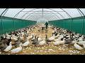 🦢 Inside a Mega Exotic Bird Factory: Raising Geese at Scale (Full ASMR Experience) 🌾🥚