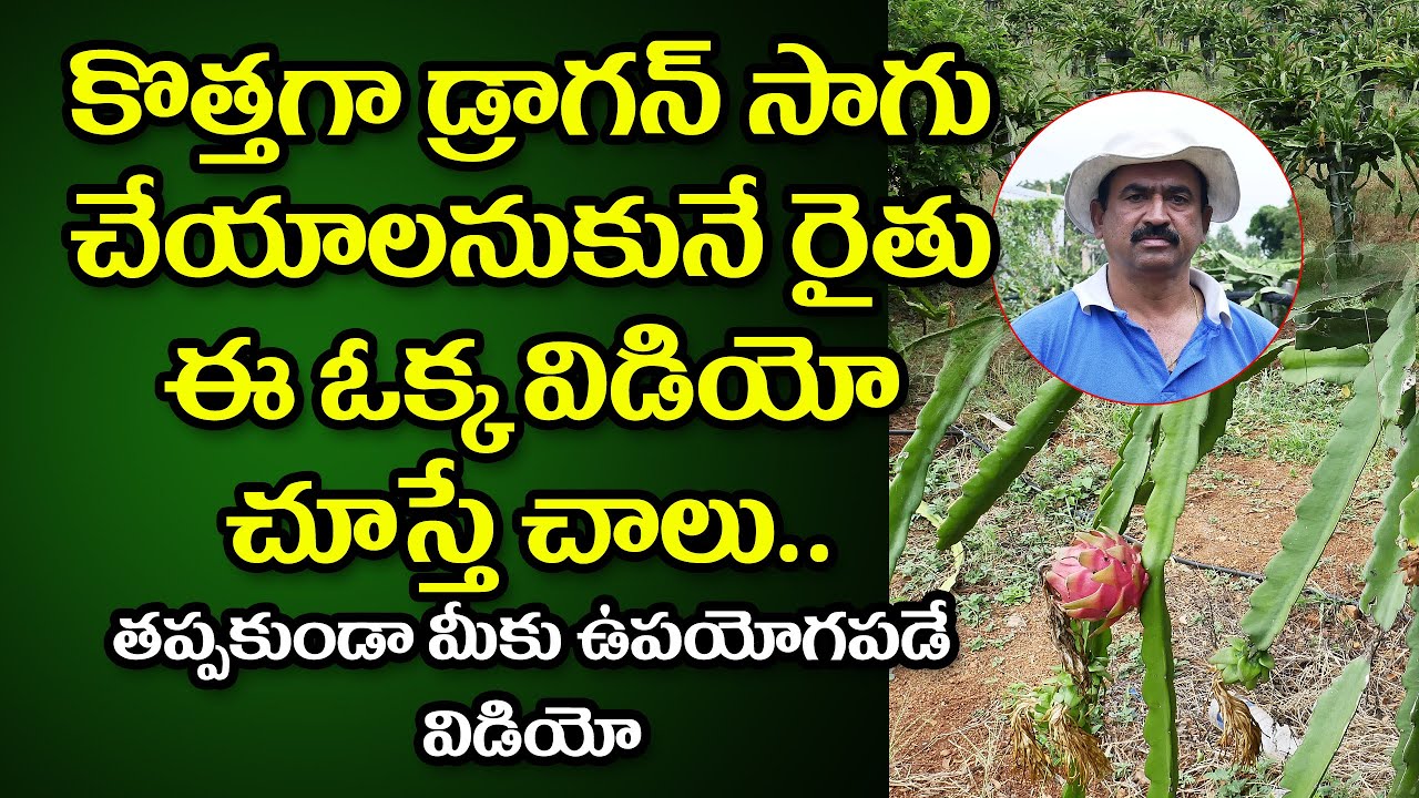 Dragon fruit cultivation|Dragon|Dragon Fruit Farming in Telugu|One Ekara 2 To 3Tans| Raithu Sagubadi