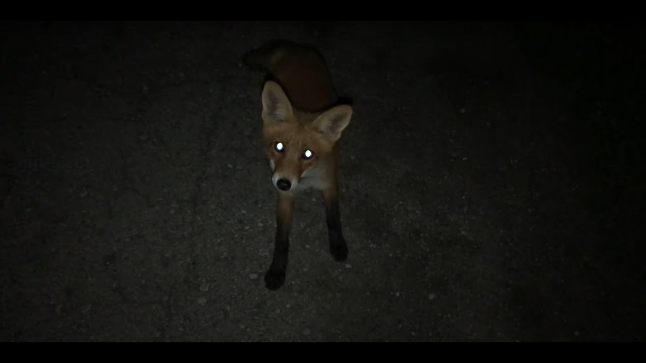 fox sounds at night