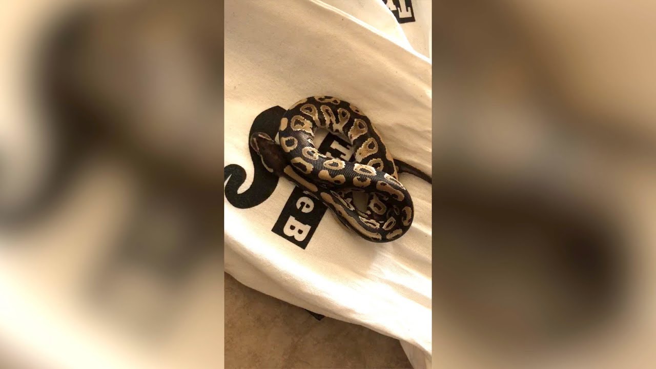 shipping snakes overseas Snake Died during Shipping :(