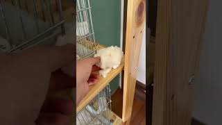 Korkarak Odada Kuş Biti Kalmış Mı Bakıyorum 😞 Resimi