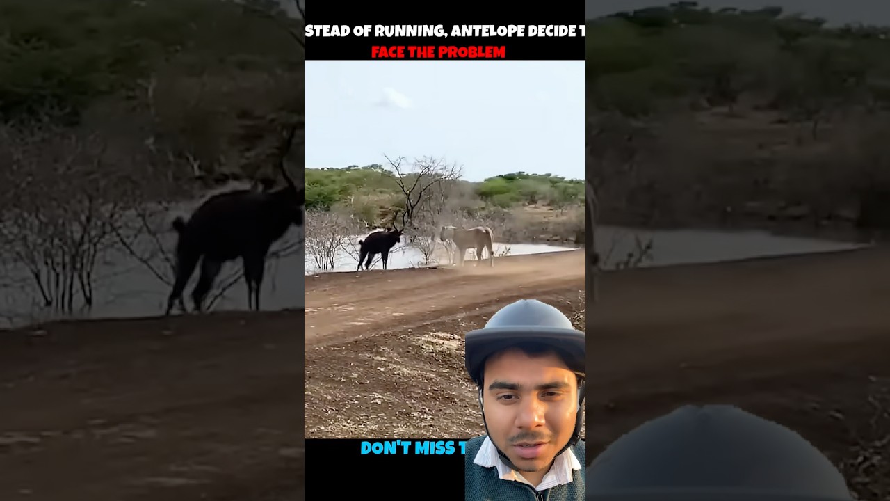 Antelope V/S Lion & Crocodile 