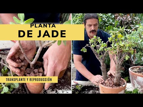 Vídeo: Jade Repotting Guide – Quando devo replantar plantas de jade