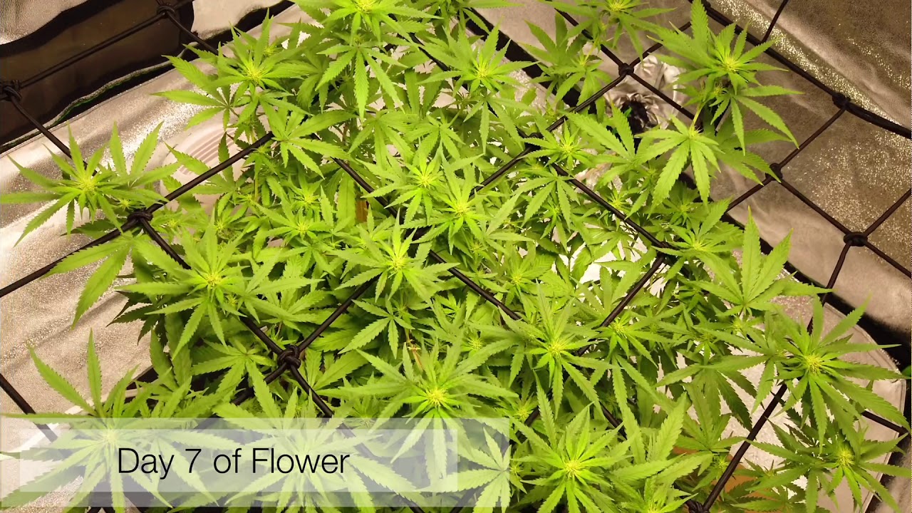 Super Silver Haze - Day 1-14 of Flower