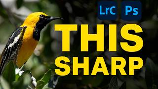 How To Sharpen Photos  Lightroom and Photoshop