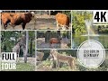 Berlin Zoo | Zoo Berlin Germany Full Tour | Berlin Germany 4k Tour