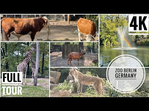 Video: Berlin Zoo (Zoologischer Garten Berlin) description and photos - Germany: Berlin