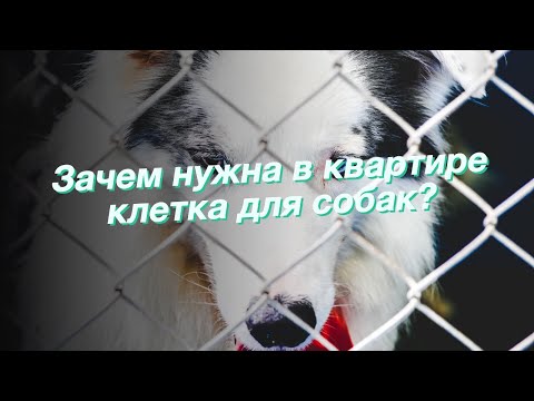 Зачем нужна в квартире клетка для собак?