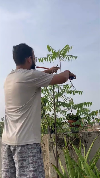Pruning neem plant #plant #gardening #plantingideas #garden #gardeningvideos #gardenplanter #neem