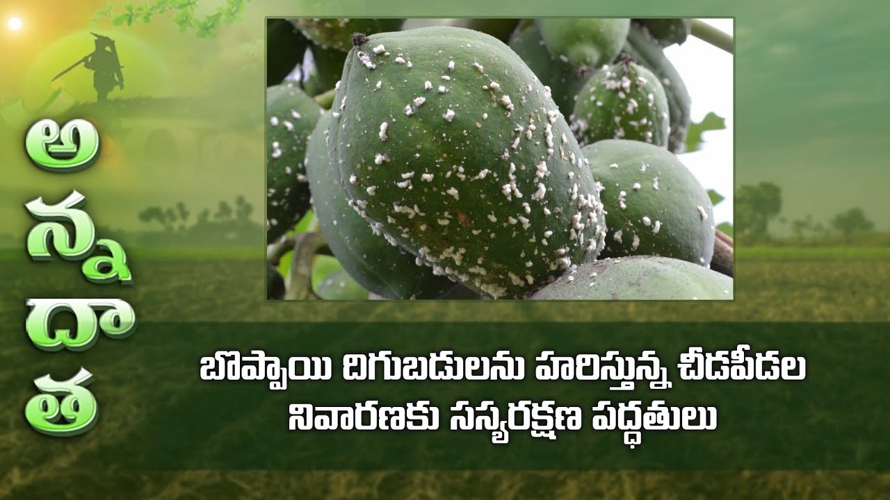 Pest & disease management in papaya | ETV Telugu