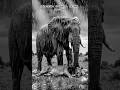 When Kindness Saves a Life 🐘❤️