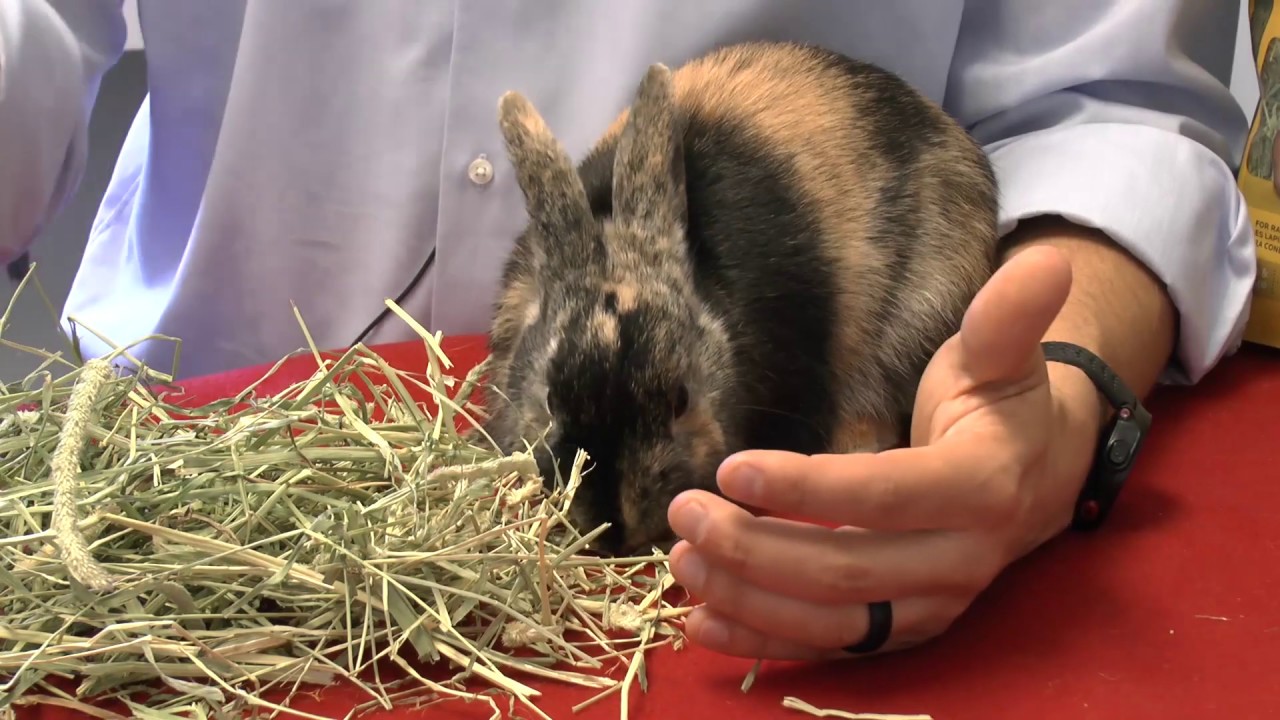 How Much Hay Does A Rabbit Eat Per Month