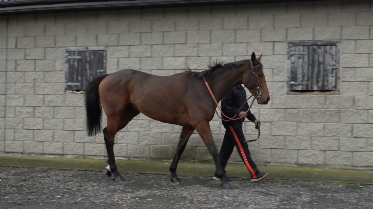 Arniemac (IRE) - HORSE IN TRAINING :- Fascinating Rock (IRE) ex Theola (IRE)