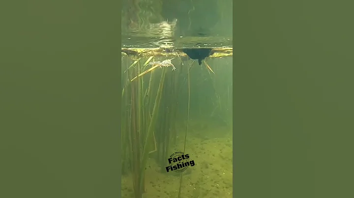 Largemouth Bass Inhales A Frog #shorts