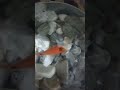 fish🐟🐟🐟🐟🪸🪸🐚