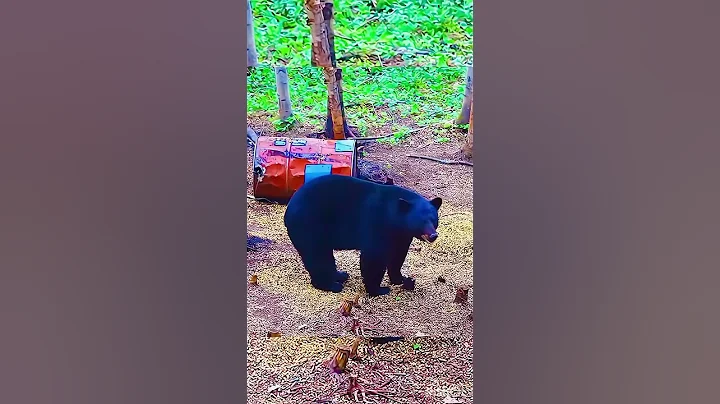 охота на кабана в джунглях#chasse#hunting #cinghiale #jabali #wildboa #jabali