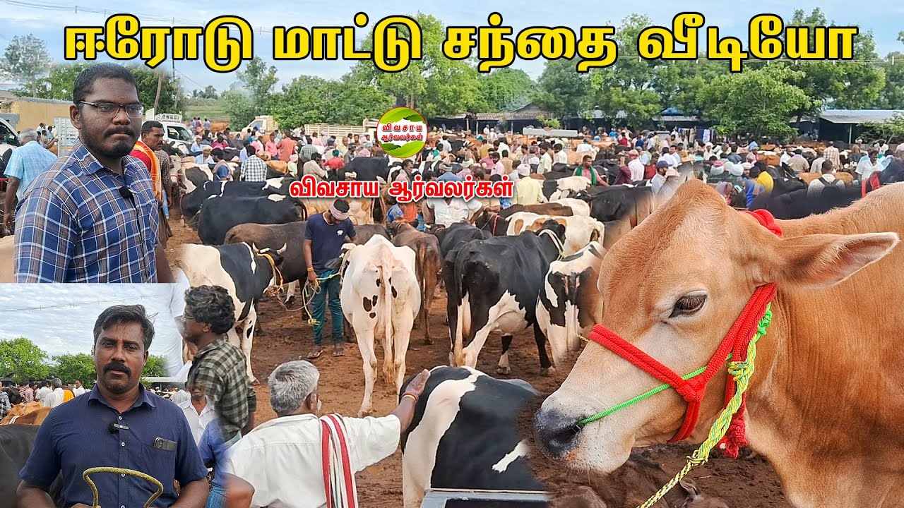 ஈரோடு கருங்கல்பாளையம் மாட்டு சந்தை விலை நிலவரம் #vivasayaarvalargal #cow #erode #cowmarket #cows