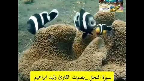 القران الكريم سورة النحل القارئ وليد ابراهيم