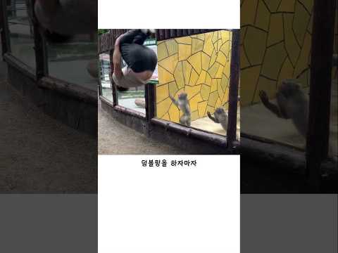 진짜 놀란 원숭이들 ㅋㅋㅋ thumbnail