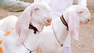 Masha Allah Pur Gulabi Goats Tota Face 2023 ki Qurbani k ley Date ( 13:04:2022 ) ( 0317-6812996 )