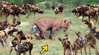 True Battle Of Wild Dogs And Lions | Cheetah vs Antelope, Honey Badger True Battle Of Wild Dogs And Lions | Cheetah vs Antelope, Honey Badger
