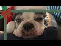 Sleepless Boston Terrier Episode 48