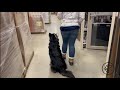 Off Leash Obedience Dog Training - Siberian Husky