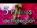 Plantas de PROTECCIÓN, elimina malas energías en tu casa y Negocio