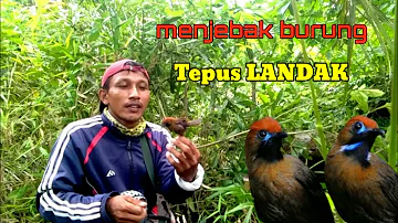 Menjebak burung tepus gacor. menggunakan suara tepus ribut. tepus landak