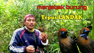 Menjebak burung tepus gacor. menggunakan suara tepus ribut. tepus landak