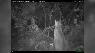 Bobcat caught on camera eating Python eggs at Big Cypress National Preserve
