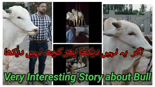 Very Interesting Story about A Bull | Bull on Roof Top | Bull Life On House Roof