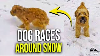 Cute Dog Races Around in the Newly Fallen Snow