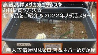 高級品種メダカのユリシスをお得に買う方法☆新商品をご紹介します☆今シーズンメダ活をスタートさせるために必要なアイテムをご紹介します☆ネバーめだか屋(神戸市北区道場)＆無人古着屋MN店(メダカ販売所)